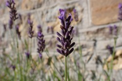 Images for Summer Lane, Evershot, Dorchester