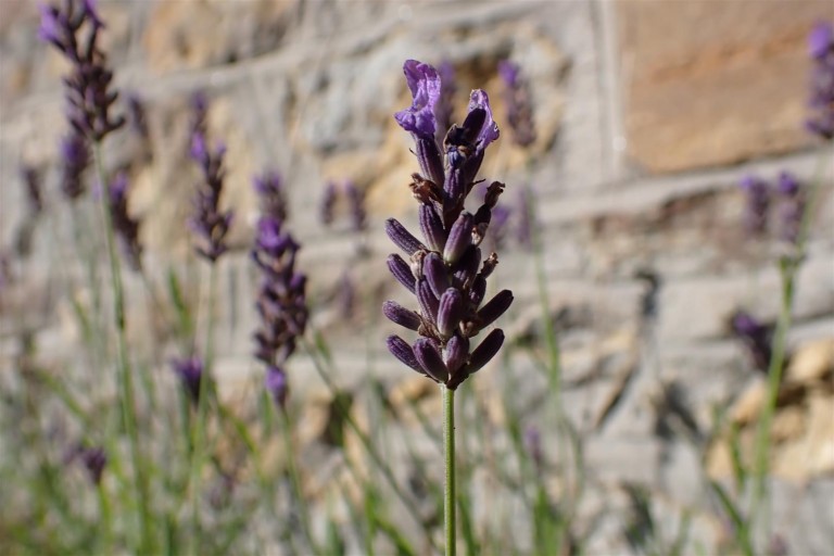 Images for Summer Lane, Evershot, Dorchester