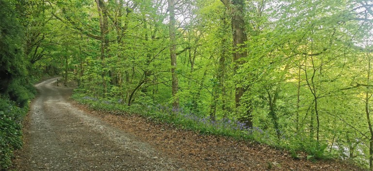 Images for Harewood, Calstock
