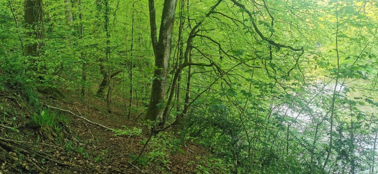 Images for Harewood, Calstock