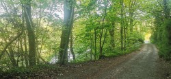 Images for Harewood, Calstock