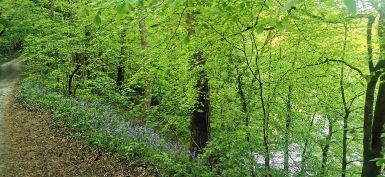 Images for Harewood, Calstock