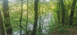 Images for Harewood, Calstock