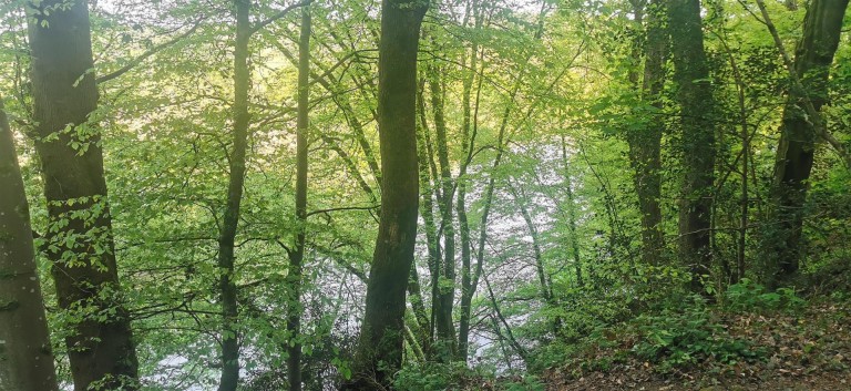 Images for Harewood, Calstock