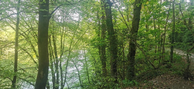 Images for Harewood, Calstock