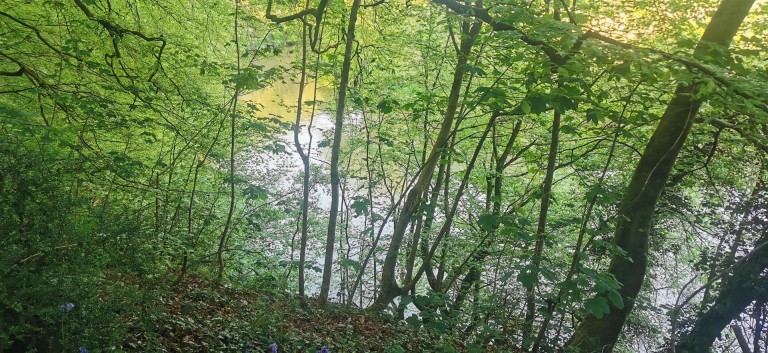 Images for Harewood, Calstock