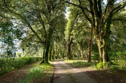 Images for Pillaton, Saltash