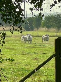 Images for Moor Lane, Leasingham Moor, Sleaford