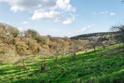 Images for Bere Peninsula, West Devon