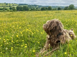 Images for Lower Street, West Chinnock, Crewkerne