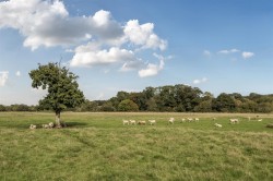 Images for Fluxton, Ottery St Mary