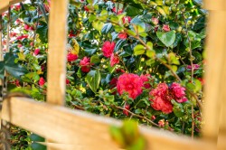 Images for Rye Park, Beaford