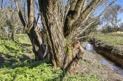 Images for Debden Green, Saffron Walden