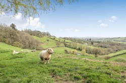 Images for Whitestone, Exeter