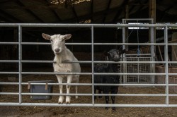 Images for Whitestone, Exeter