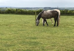 Images for Gammaton, Bideford