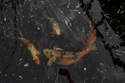 Images for Fosseway Close, Axminster