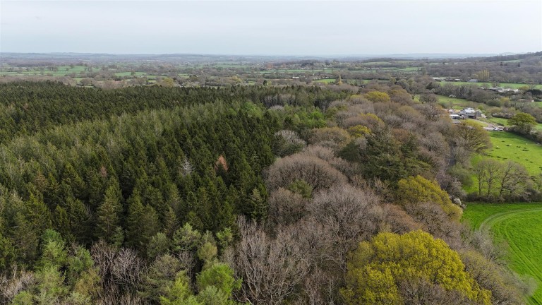 Images for Woodland at Minterne Magna, Minterne Magna, Dorchester