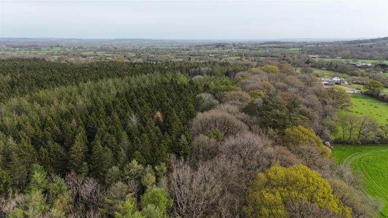 Click the photo for more details of Woodland at Minterne Magna, Minterne Magna, Dorchester