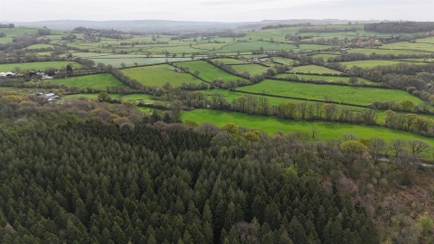 Click the photo for more details of Woodland at Minterne Magna, Minterne Magna, Dorchester