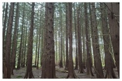 Images for Woodland at Minterne Magna, Minterne Magna, Dorchester