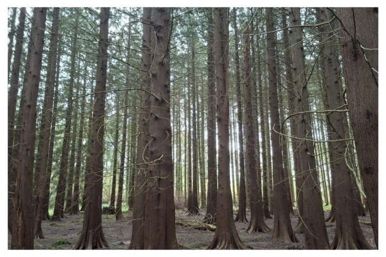 Images for Woodland at Minterne Magna, Minterne Magna, Dorchester