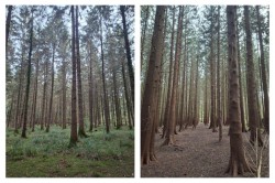 Images for Woodland at Minterne Magna, Minterne Magna, Dorchester