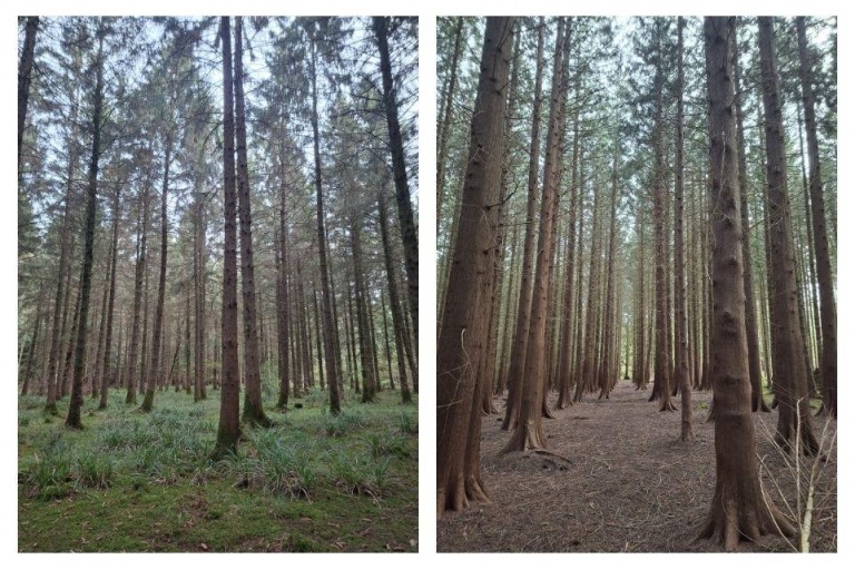 Images for Woodland at Minterne Magna, Minterne Magna, Dorchester