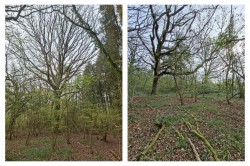 Images for Woodland at Minterne Magna, Minterne Magna, Dorchester
