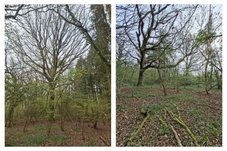Images for Woodland at Minterne Magna, Minterne Magna, Dorchester