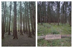Images for Woodland at Minterne Magna, Minterne Magna, Dorchester