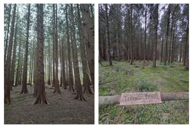 Images for Woodland at Minterne Magna, Minterne Magna, Dorchester