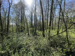 Images for Bradford Lane, Longburton, Sherborne