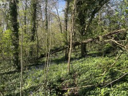 Images for Bradford Lane, Longburton, Sherborne