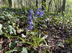 Images for Bradford Lane, Longburton, Sherborne