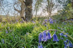 Images for Land at Lower Hogchester, Charmouth