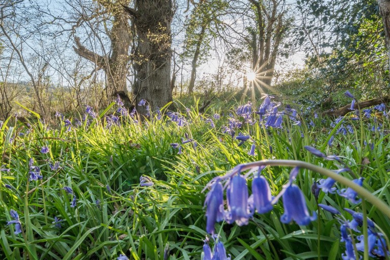Images for Land at Lower Hogchester, Charmouth