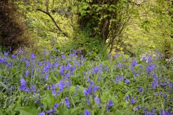Images for St Newlyn East, Newquay