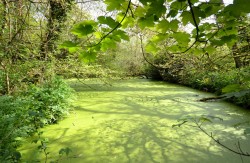 Images for St Newlyn East, Newquay