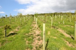 Images for St Newlyn East, Newquay