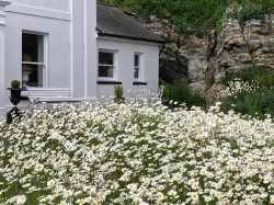Images for Niton Undercliff, Isle of Wight