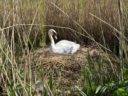 Images for Henley, Langport