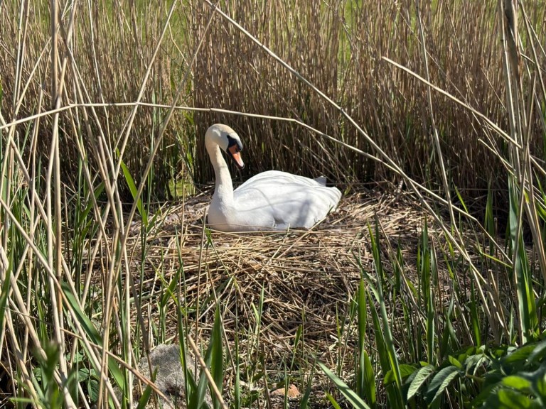 Images for Henley, Langport