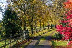 Images for Knole, Langport