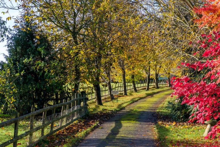 Images for Knole, Langport