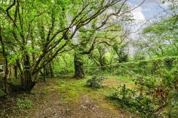 Images for Beech Walk, Gittisham, Honiton