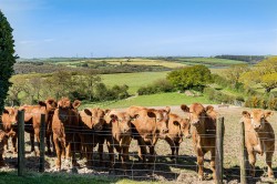Images for St. Mabyn, Bodmin
