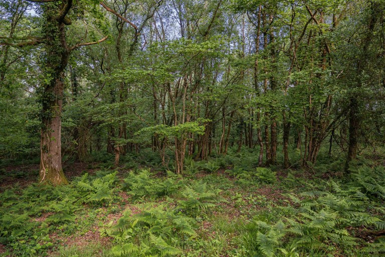 Images for Highampton, Beaworthy