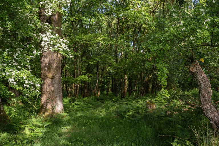 Images for Highampton, Beaworthy
