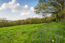 Images for Membury, Axminster
